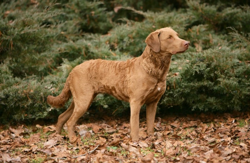 Chesapeake Bay Retriever