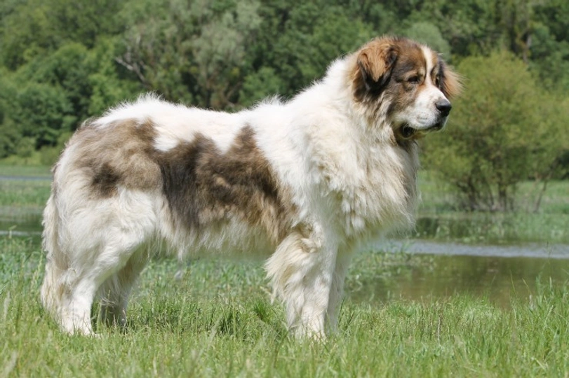Mastin de los Pirineos (Pyreneese Mastiff)