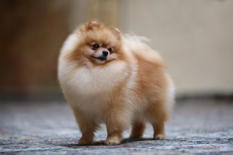Pomeranian