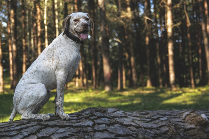 Braco del Bourbonnais