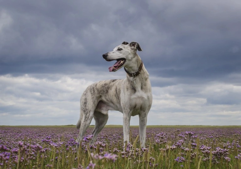 Lurcher