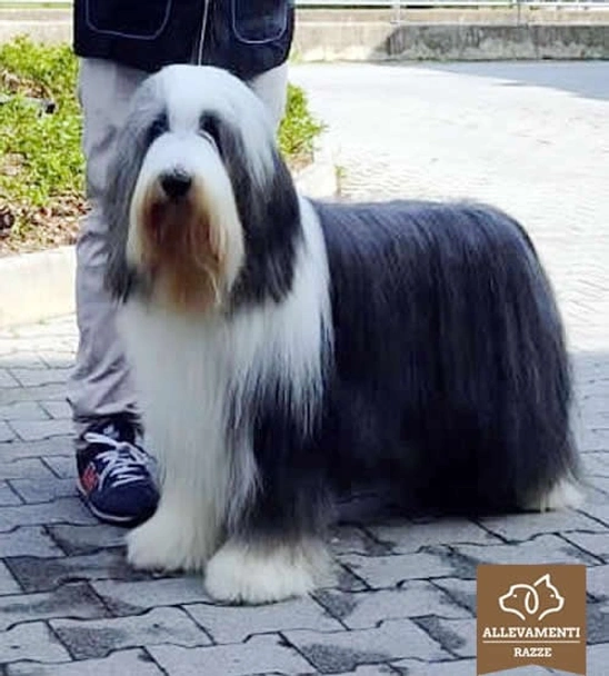 Bearded Collie Dogs Breed - Information, Temperament, Size & Price | Pets4Homes