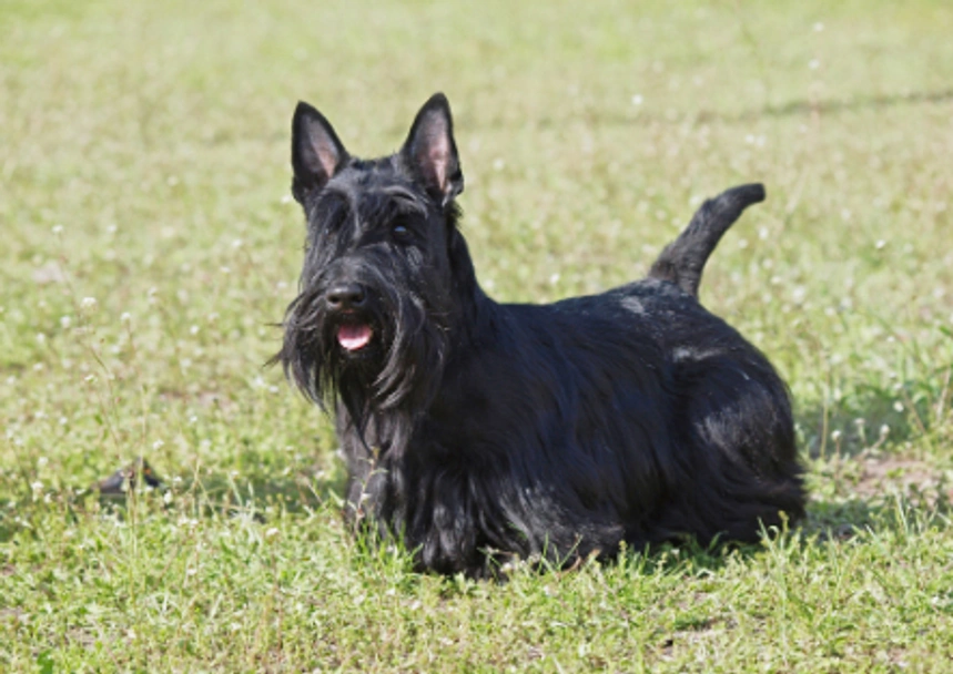 Schotse Terriër Dogs Ras: Karakter, Levensduur & Prijs | Puppyplaats