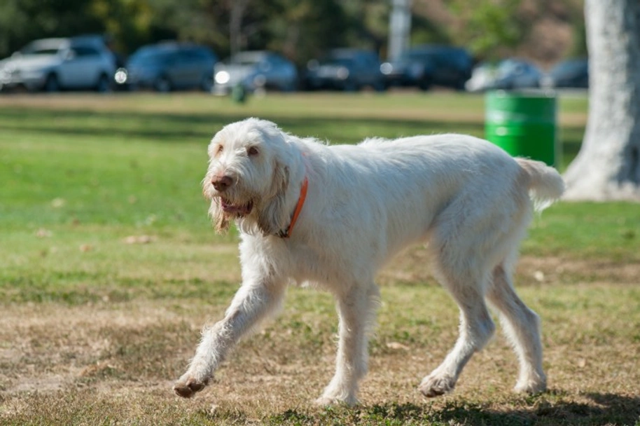 Italian Spinone Dogs Breed - Information, Temperament, Size & Price | Lancaster Puppies