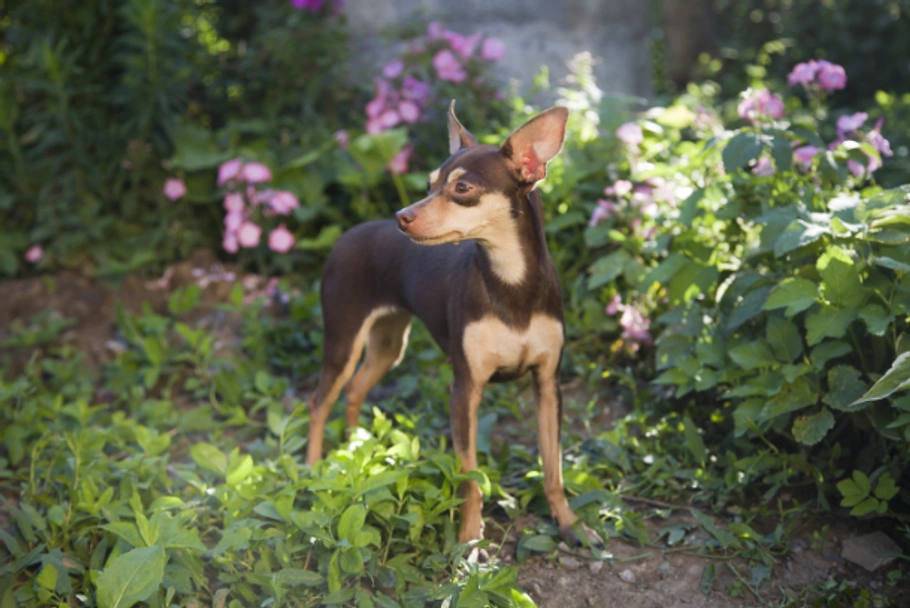 Ratón de Praga Dogs Raza - Características, Fotos & Precio | MundoAnimalia