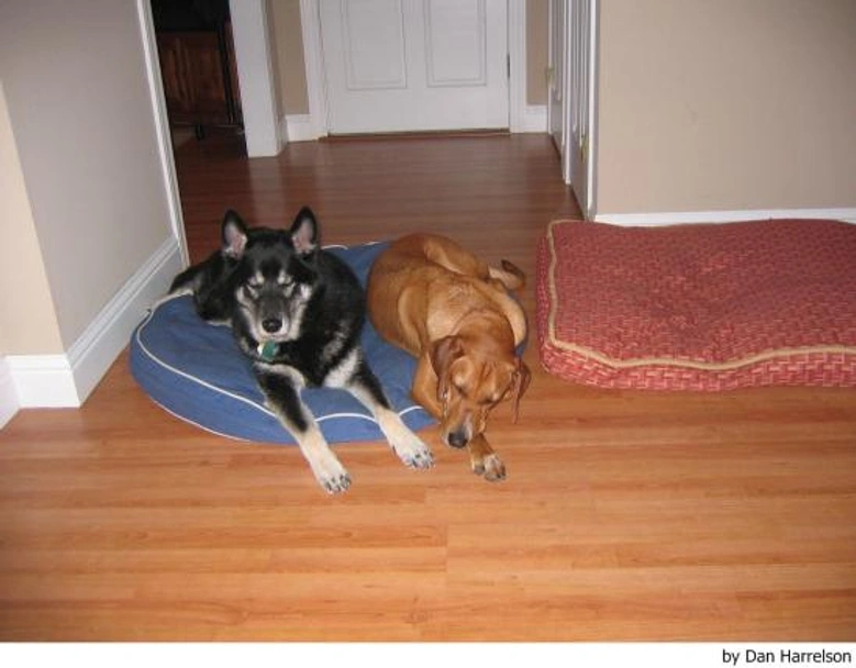 Norwegian Elkhound Dogs Breed - Information, Temperament, Size & Price | Lancaster Puppies