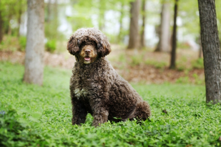 Portuguese Water Dog Dogs Breed - Information, Temperament, Size & Price | Lancaster Puppies