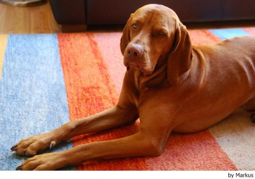 Vizsla korthaar Dogs Ras: Karakter, Levensduur & Prijs | Puppyplaats