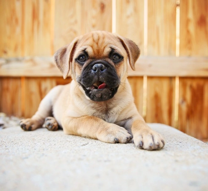 Chug Dogs Ras: Karakter, Levensduur & Prijs | Puppyplaats