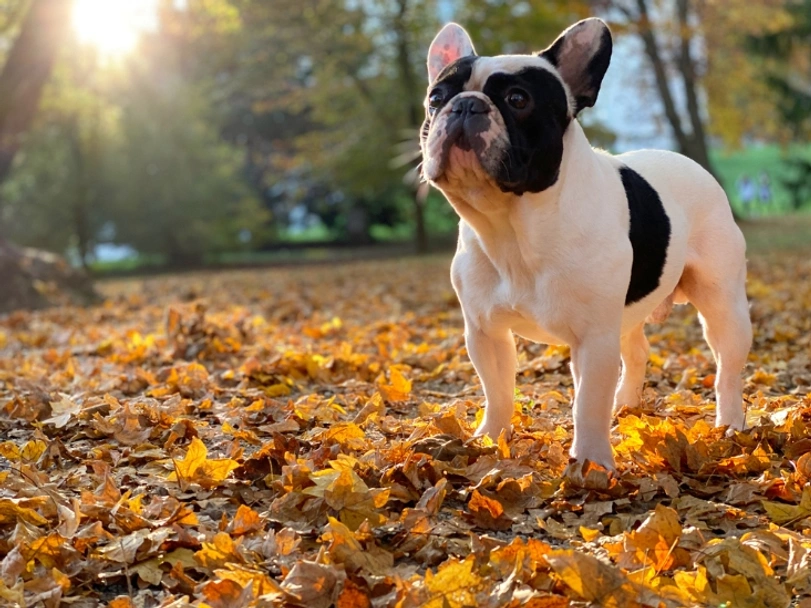 French Bulldog Dogs Breed - Information, Temperament, Size & Price | Lancaster Puppies
