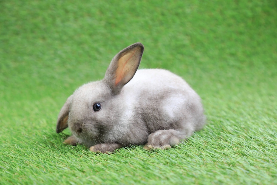 Sallander Rabbits Breed - Information, Temperament, Size & Price | Pets4Homes