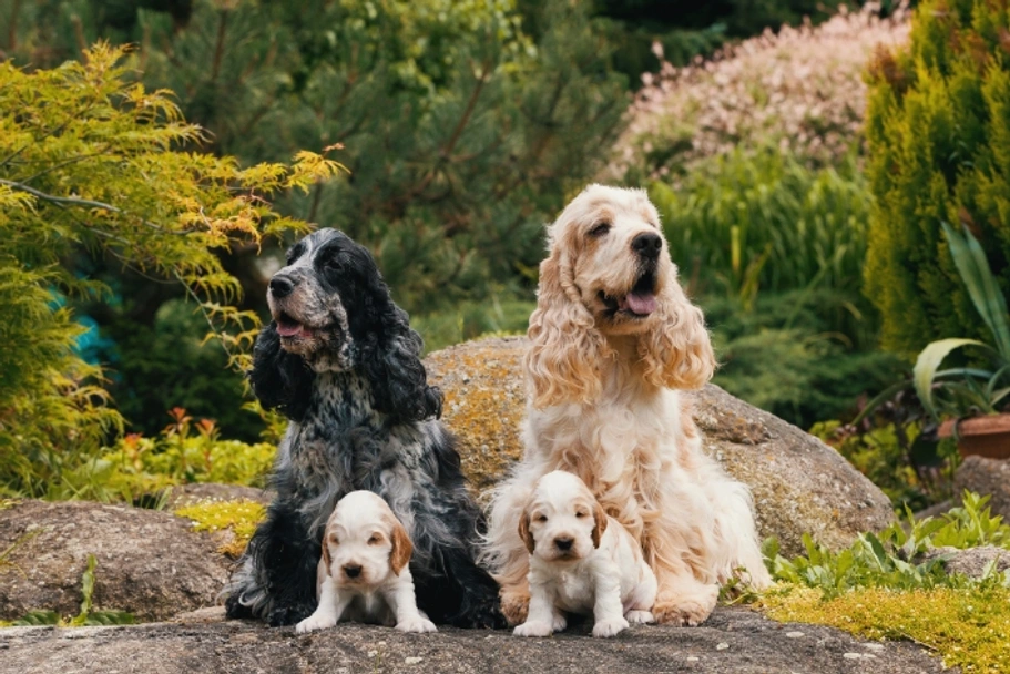 Cocker Spaniel Dogs Breed - Information, Temperament, Size & Price | Pets4Homes