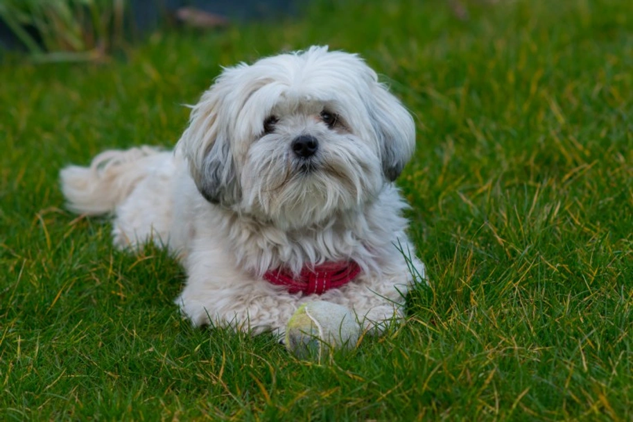 Malshi Dogs Ras: Karakter, Levensduur & Prijs | Puppyplaats