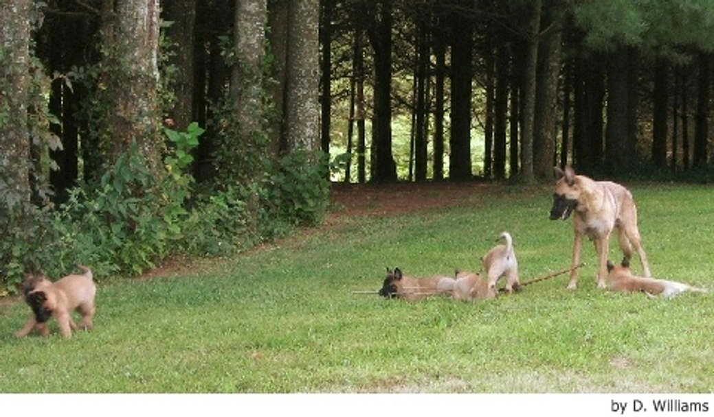 Mechelse Herder Dogs Ras: Karakter, Levensduur & Prijs | Puppyplaats