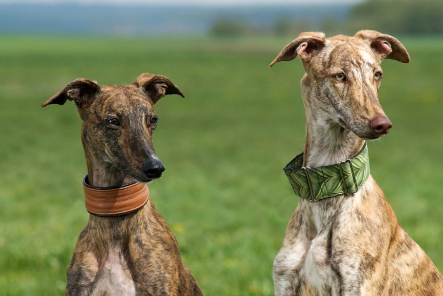 Galgo Español Dogs Raza - Características, Fotos & Precio | MundoAnimalia