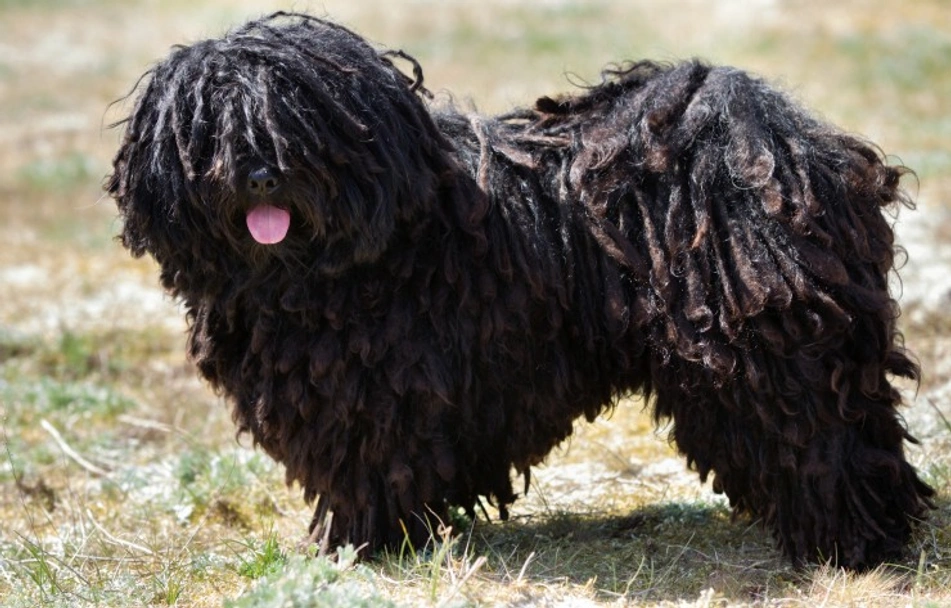 Hungarian Puli Dogs Breed - Information, Temperament, Size & Price | Lancaster Puppies