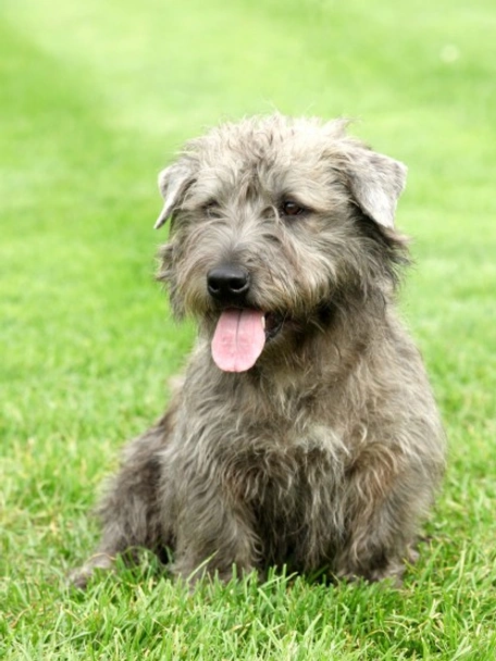 Glen of Imaal Terrier Dogs Ras: Karakter, Levensduur & Prijs | Puppyplaats