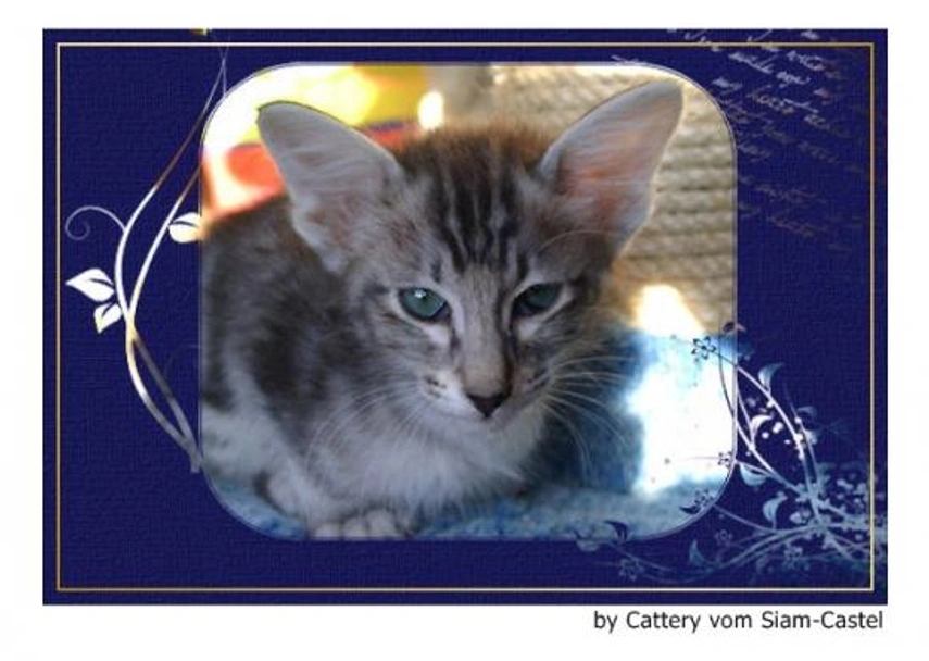 Javanés Cats Raza - Características, Fotos & Precio | MundoAnimalia