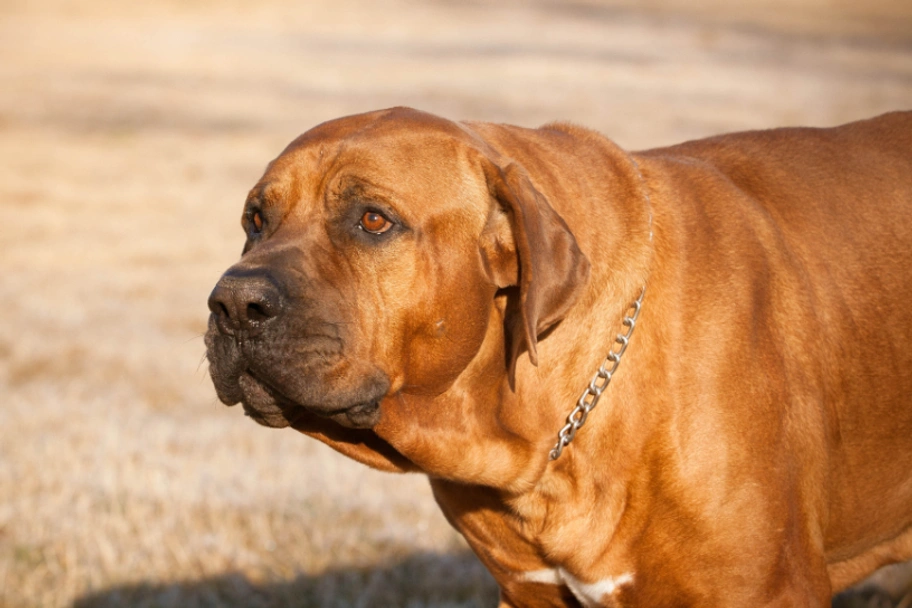 Tosa Dogs Ras: Karakter, Levensduur & Prijs | Puppyplaats