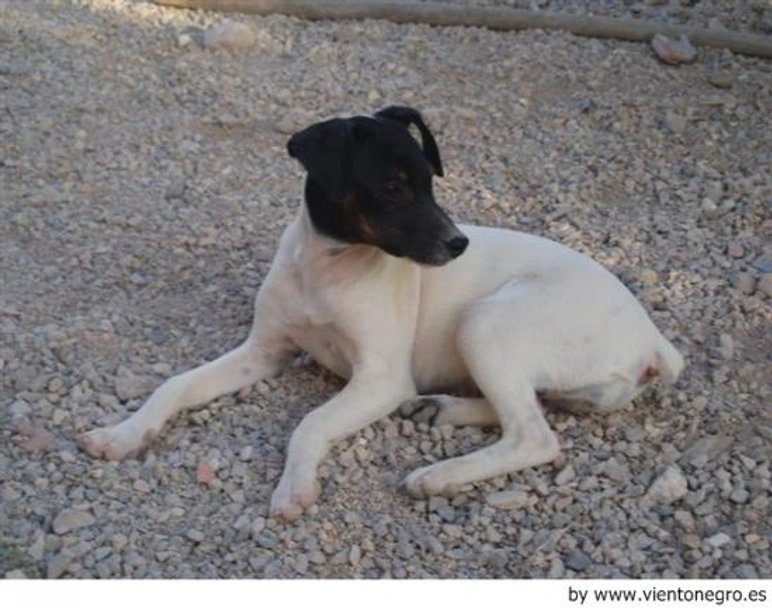 Ratonero Bodeguero Andaluz Dogs Raza - Características, Fotos & Precio | MundoAnimalia