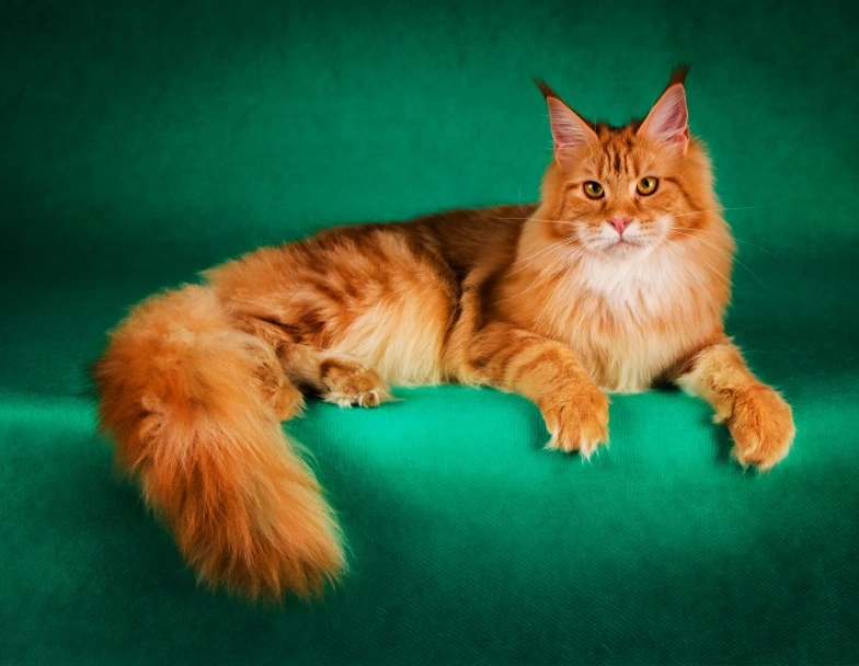Maine Coon Cats Razza - Prezzo, Temperamento & Foto | AnnunciAnimali