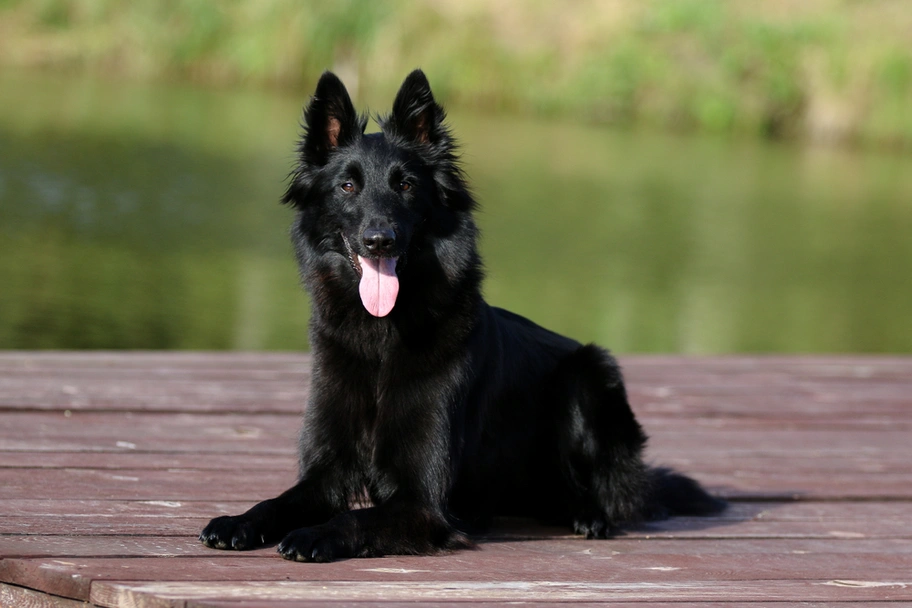 Groenendaeler Dogs Ras: Karakter, Levensduur & Prijs | Puppyplaats