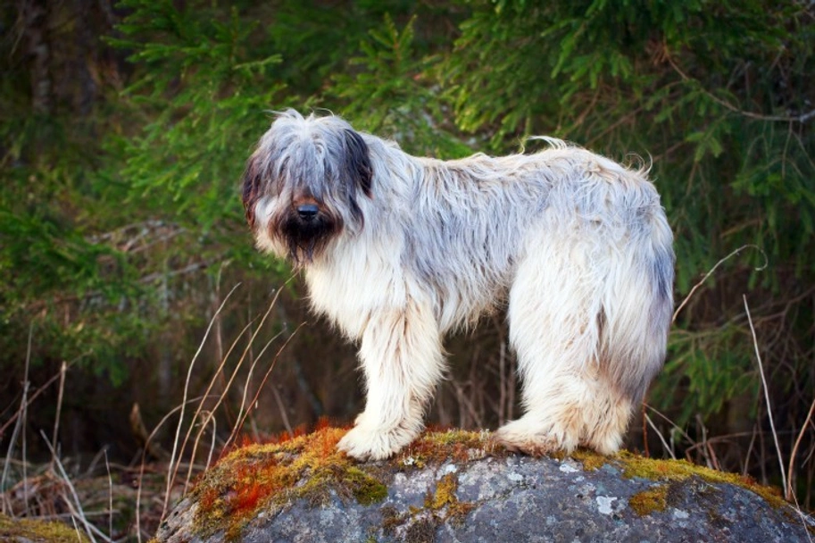 Briard Dogs Ras: Karakter, Levensduur & Prijs | Puppyplaats