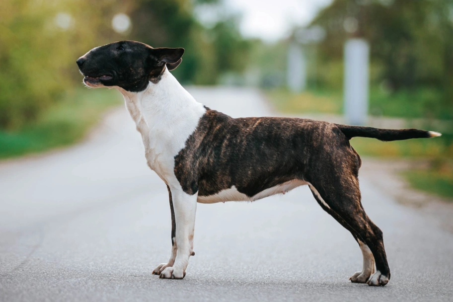 Bull terrier Dogs Razza - Prezzo, Temperamento & Foto | AnnunciAnimali
