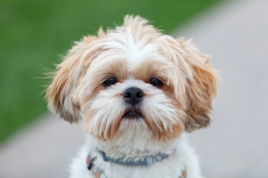 Shih Tzu Dogs Breed - Information, Temperament, Size & Price | Pets4Homes