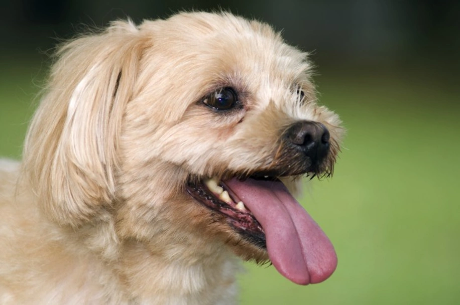 Malshi Dogs Ras: Karakter, Levensduur & Prijs | Puppyplaats