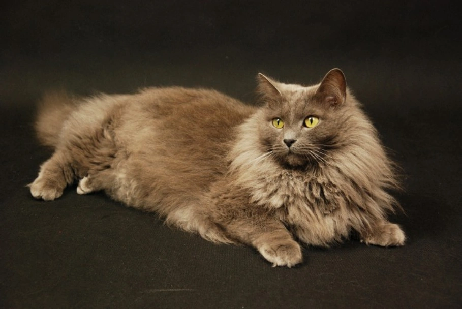  Nebelung Cats Razza - Prezzo, Temperamento & Foto | AnnunciAnimali