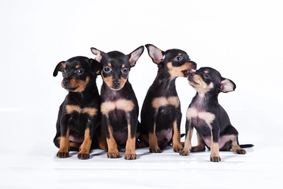 Ratón de Praga Dogs Raza - Características, Fotos & Precio | MundoAnimalia