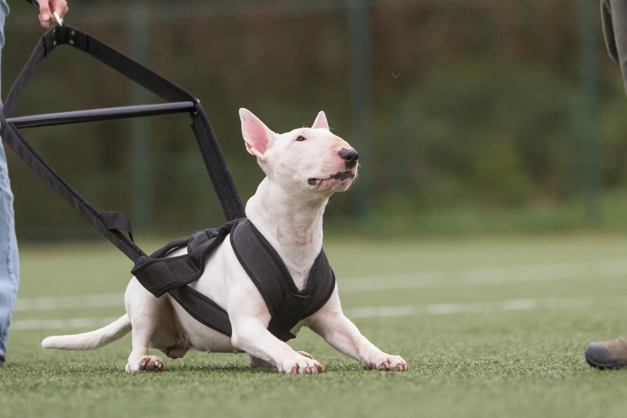 Bull terrier Dogs Razza - Prezzo, Temperamento & Foto | AnnunciAnimali