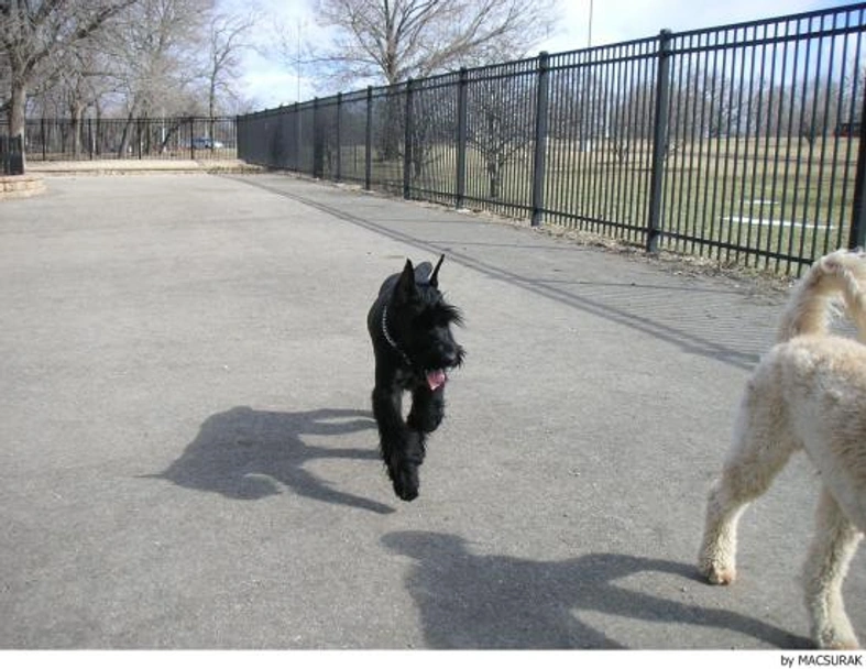 Riesenschnauzer Dogs Ras: Karakter, Levensduur & Prijs | Puppyplaats