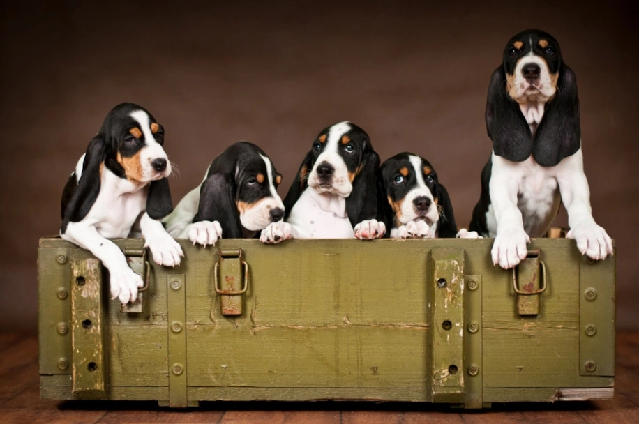 Segugio Svizzero Dogs Razza - Prezzo, Temperamento & Foto | AnnunciAnimali