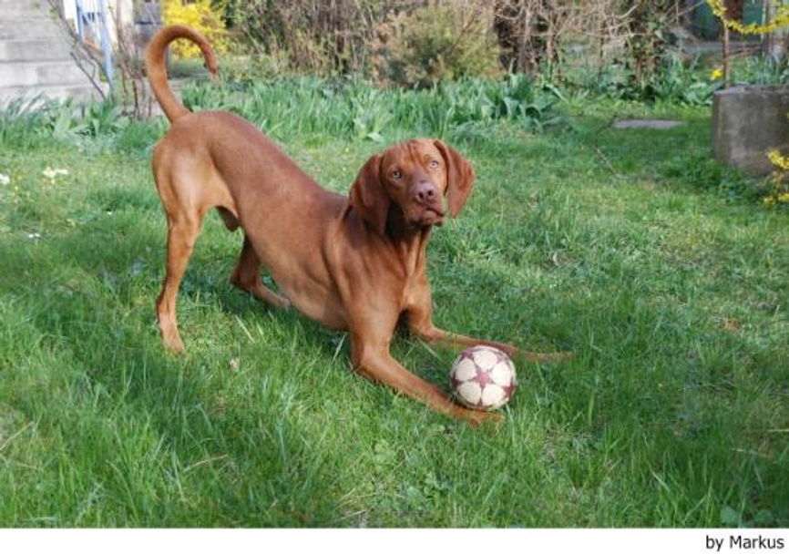 Vizsla korthaar Dogs Ras: Karakter, Levensduur & Prijs | Puppyplaats