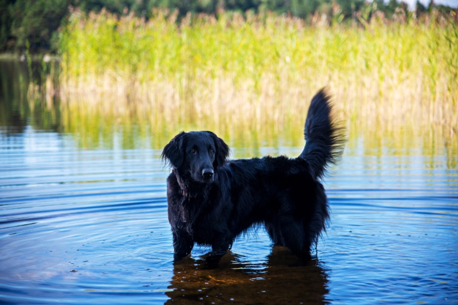 Flat coated Retriever Dogs Breed - Information, Temperament, Size & Price | Pets4Homes