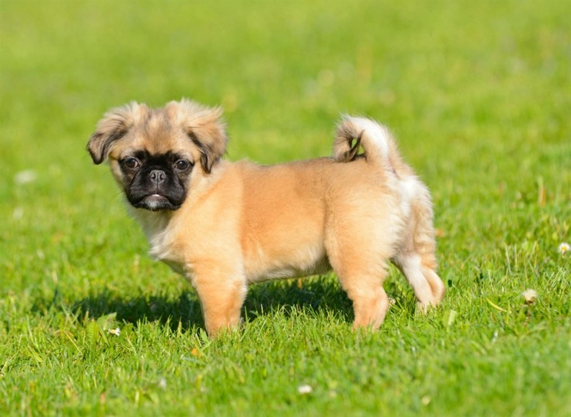 Chug Dogs Ras: Karakter, Levensduur & Prijs | Puppyplaats