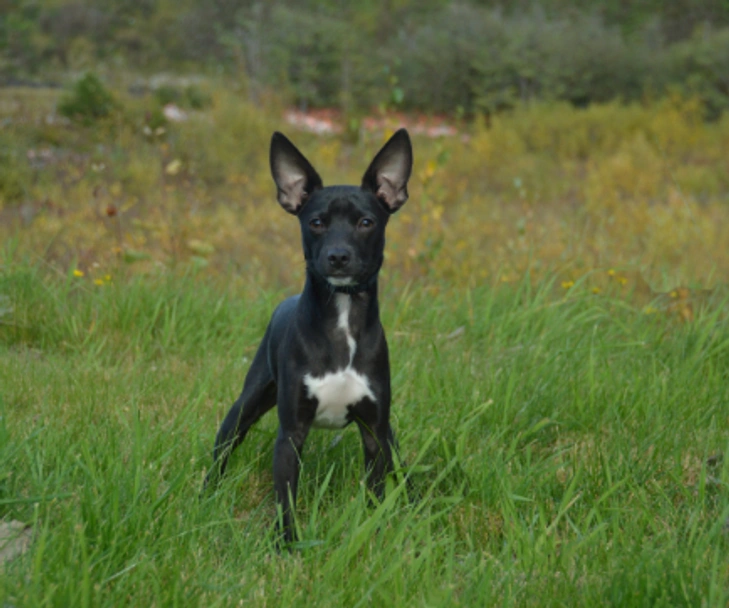 Perro Sin Pelo de Perú Dogs Raza - Características, Fotos & Precio | MundoAnimalia