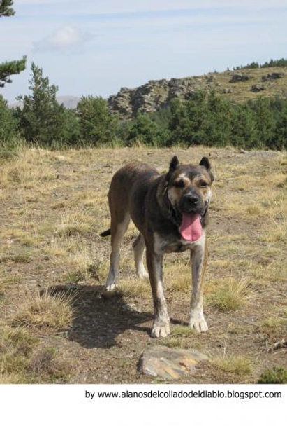 Alano Español Dogs Raza - Características, Fotos & Precio | MundoAnimalia