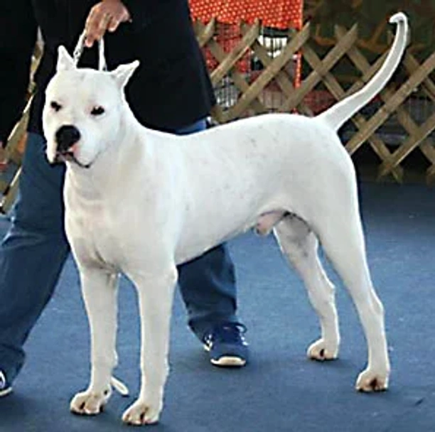 Dogo argentino Dogs Raza - Características, Fotos & Precio | MundoAnimalia