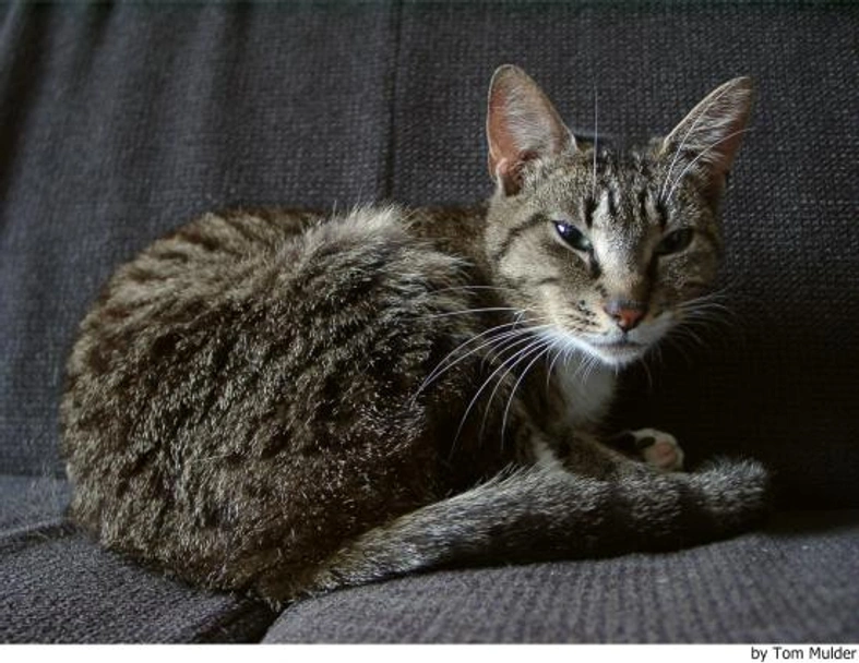 Europeo de Pelo Corto Cats Raza - Características, Fotos & Precio | MundoAnimalia