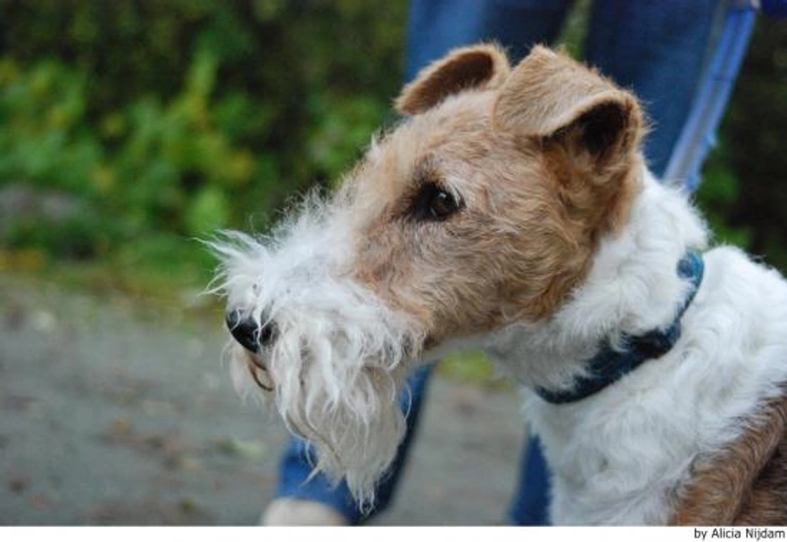 Fox Terriër Draadhaar Dogs Ras: Karakter, Levensduur & Prijs | Puppyplaats