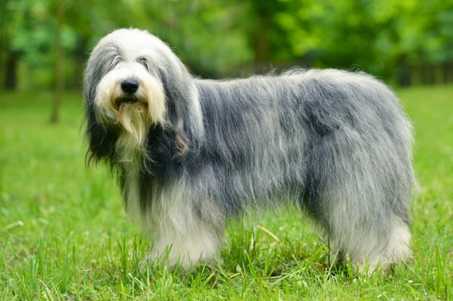 Old English Sheepdog Dogs Breed - Information, Temperament, Size & Price | Pets4Homes