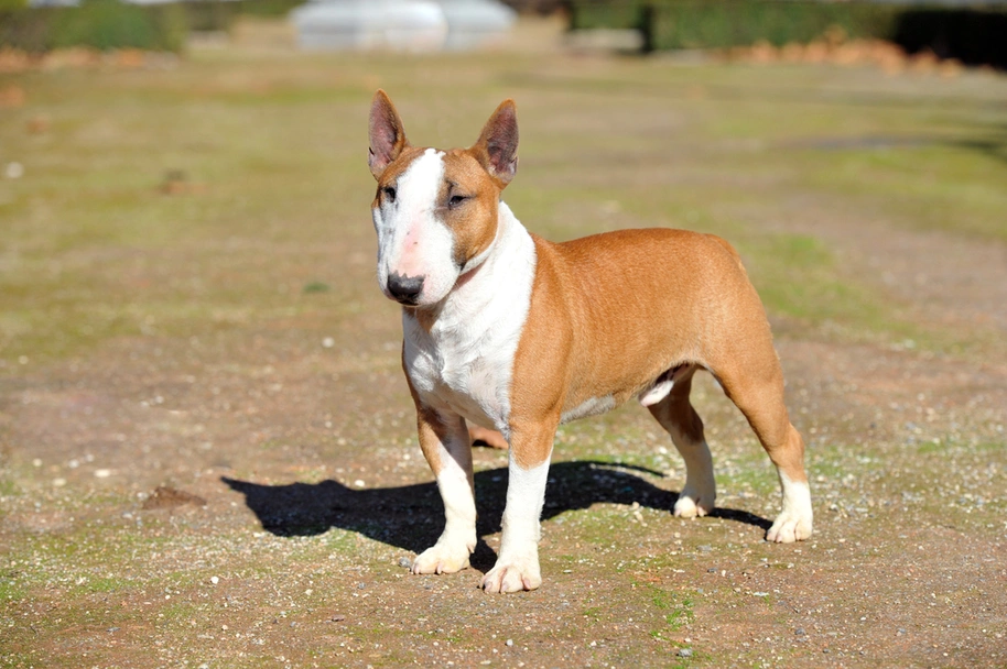 Bull Terrier Miniatura Dogs Razza - Prezzo, Temperamento & Foto | AnnunciAnimali
