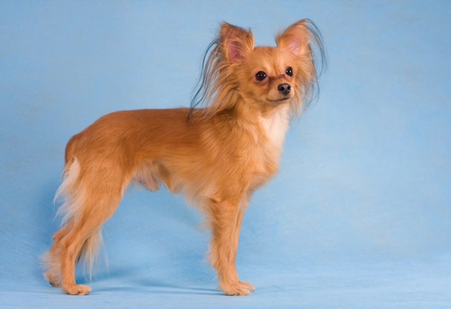 Russian Toy Terrier Dogs Breed - Information, Temperament, Size & Price | Lancaster Puppies