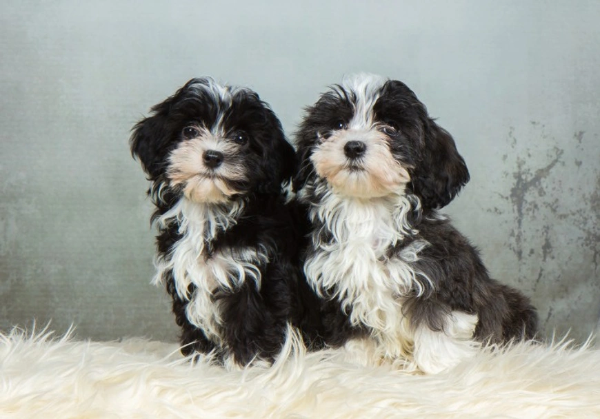 Havanese Dogs Breed - Information, Temperament, Size & Price | Lancaster Puppies