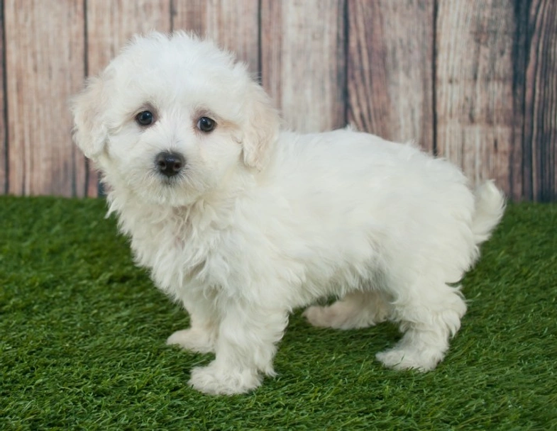 Maltipoo Cani Razza Prezzo Temperamento Foto AnnunciAnimali