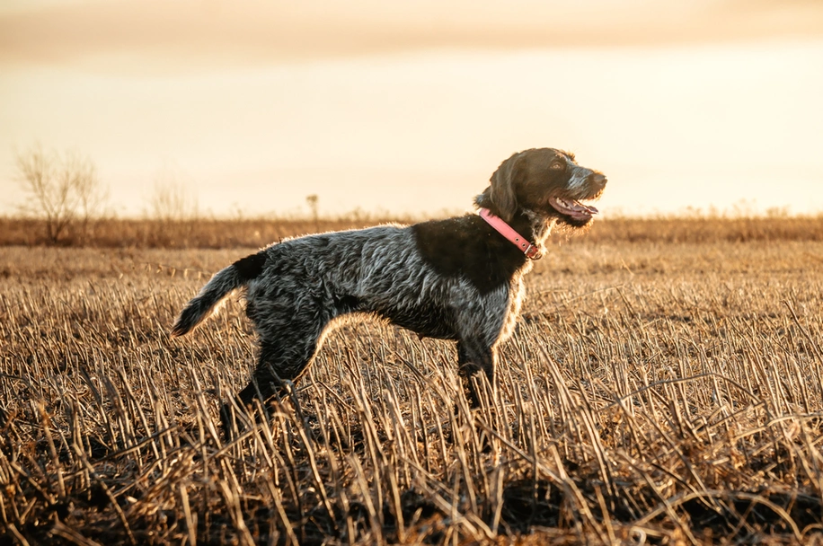 German Wirehaired Pointer Dogs Breed - Information, Temperament, Size & Price | Lancaster Puppies