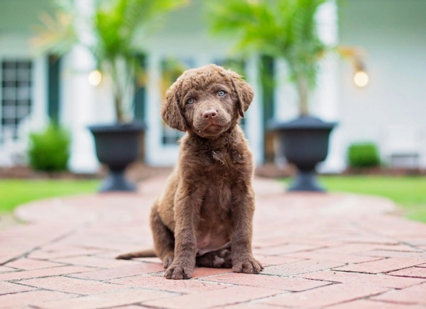 Chesapeake Bay Retriever Dogs Breed - Information, Temperament, Size & Price | Lancaster Puppies